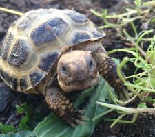 Charly la tortue