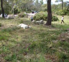 Op&eacute;ration d&eacute;brousaillage !! le chien est erreint&eacute;...