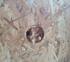 Atelier laine de bois en vrac. On bourre les trous d'insuflation.