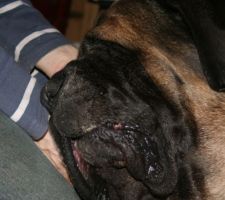 Uhlan le Mastiff