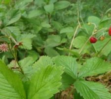 Pas de potager mais des fraises des bois sur le terrain !