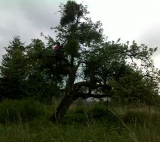 Le pommier en cours de d&eacute;"gui"sement