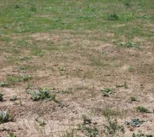 Pousse du gazon après 3 semaines : quelques trous et beaucoup de mauvaises hebres.