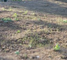 Pousse du gazon DEVANT LA MAISON après 1 semaine : apparemment ca prend mieux, le terrain a été retourné le jour même et donc moins de mauvaises herbes.