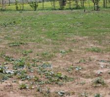 Pousse du gazon après 3 semaines : quelques trous et beaucoup de mauvaises hebres.