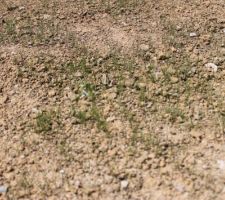 Pousse du gazon DEVANT LA MAISON après 1 semaine : apparemment ca prend mieux, le terrain a été retourné le jour même et donc moins de mauvaises herbes.