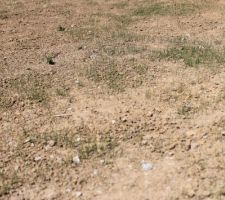 Pousse du gazon DEVANT LA MAISON après 1 semaine : apparemment ca prend mieux, le terrain a été retourné le jour même et donc moins de mauvaises herbes.