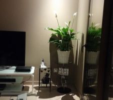 Salon, déco en cours