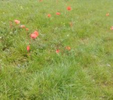 Invasion de coquelicots