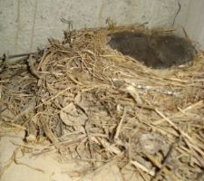 Un petit oiseau avait fait son petit nid dans le fond du sous sol