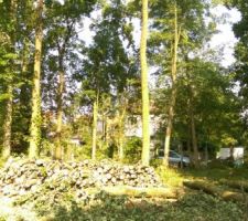 Les stères de bois arbres