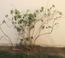 Hortensia Hydrangea qui provient lui aussi d'un autre jardin (don) espérons que l'année prochaine il prenne bien. Mur latéral c'est donc le mur du voisin qui est derrière. cela habille l'allée de droite. Il y en a 2, mais le second a du être coupé à ras il mourrait on l'a sauvé tout juste