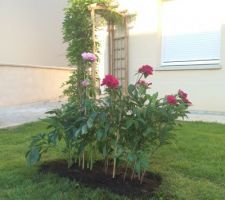 Plantation, les deux pieds venant du jardin de mes parents, nous espérons que ça prendra. Si c'est le cas, l'année prochaine les pivoines ne fleuriront pas mais dans 2 ans oui.