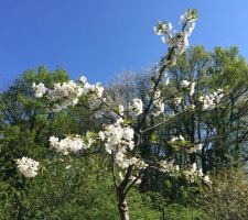 Un cerisier en fleur même aussi peu développé c'est toujours un plaisir pour les yeux !!