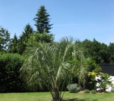 Après un petit séjour sur l?Île de brehat et c'est magnifique ph?nix envie de planter ce genre de palmier hélas chez nous risque de gèle donc dans le même esprit mais qui ne craint pas le froid la plantation d'un butia capitata