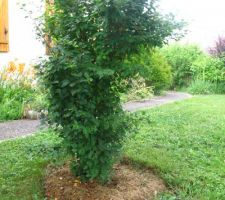 Prunus incisa 'Kojou-No-Mai' avec paillis herbe coupée