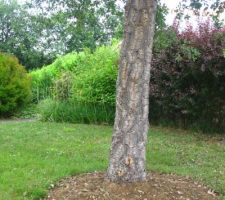 Chêne liège avec paillis herbe coupée