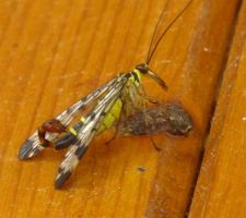 Curieux petit insecte