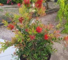 Callistemon hot pink, " rince bouteille "