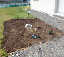 Un rosier un saule crevette buisson et un saule crevette arbuste de planté