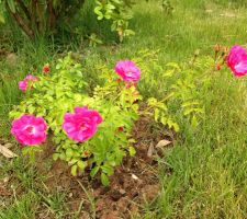 Quelques roses pour fêter l'anniversaire de l'emménagement