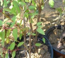 Boutures de Fuchsia de l'été dernier