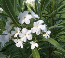 Fleurs blanches