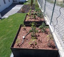 Carrés potagers