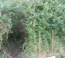 Notre superbe haie...