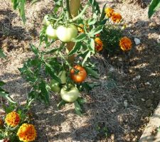 Et oui tomate rouge avec cette hausse de temperature §§§§§§