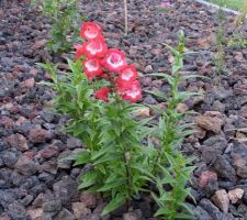 Fleurs rouges