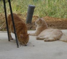 Premier jour de sortie des chats