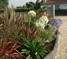 Agapanthes et phormiums