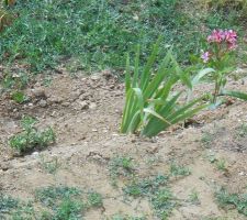 Ya encore du boulot côté mauvaises herbes !