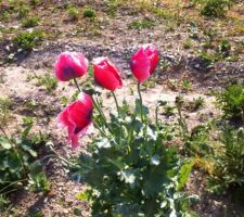 Première floraison d'un de nos pavots roses