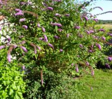 Buddleia juillet 2015.