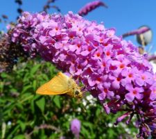 Buddleia juillet 2015.