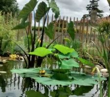 Colocasia et lotus