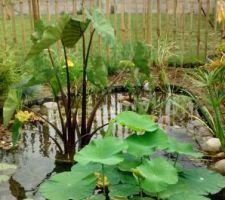 Colocasia et lotus