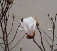 Le Magnolia...