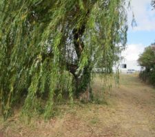 Le magnifique saule pleureur qu'il va falloir abattre avant toute chose (et enlever la souche).