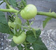 Tomates "Tangerine"