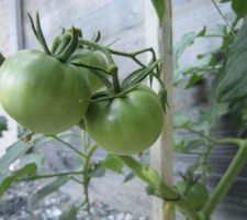 Tomates "Rose de Berne"