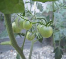 Tomates "Perles noires"