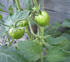 Tomates "Green Zebra"