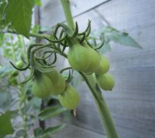 Tomates "Poires jaunes"