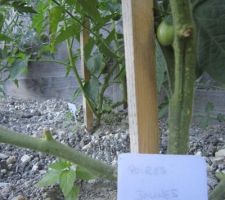 Tomates "Poires jaunes"