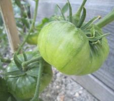 Tomates "Noires de Crimée"