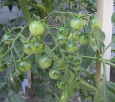 Tomates "Cerises rouges"