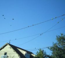 Le dernier rendez-vous à la mode des oiseaux du quartier.